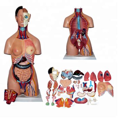 China 38 Parts 85cm Medical Anatomical Human Torso Model for sale