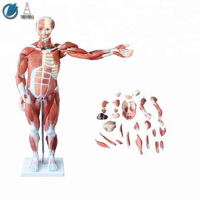 China Full Body Muscles Medical Human Torso Model 80cm With Internal Organs for sale