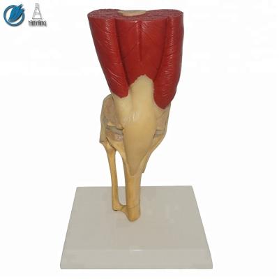 China Medical Human Plastic Model With Knee Joint Muscle for sale