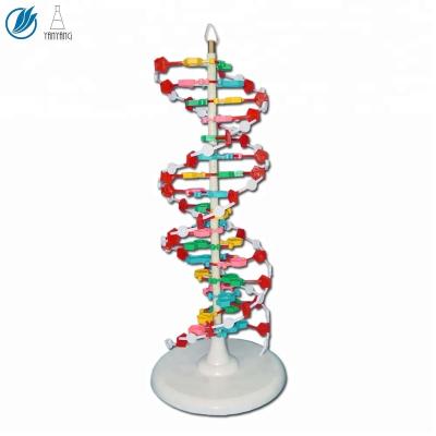 China Medical Science DNA Molecule Structure Model For Teaching for sale