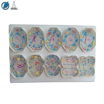 China 10 Pcs Cell Meiosis Medical Animal Model for sale