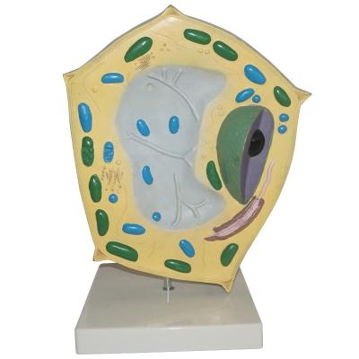 China Plant cell medical closeup model for biology education for sale