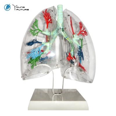 China HumanTransparent Medical Lung Model For Teaching for sale