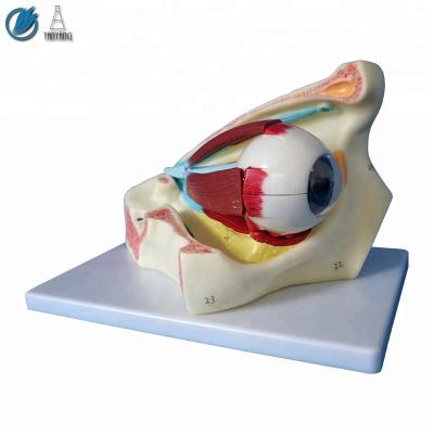 China New Medical Style Human Eye Plastic Detailed Model for sale