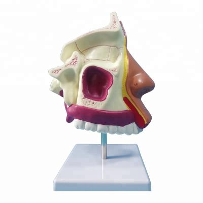 China Anatomical Nose Model Medical Human Sinus Model for sale