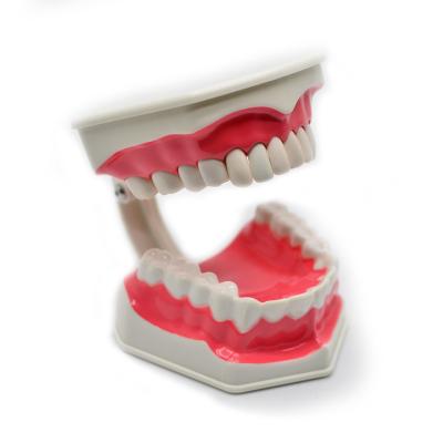 China PVC Medical Advanced Human Teeth Nursing Teaching Model for sale