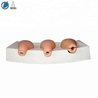 China Medical Womb Model Artificial Abortion Simulated Human Medical Uterus for sale