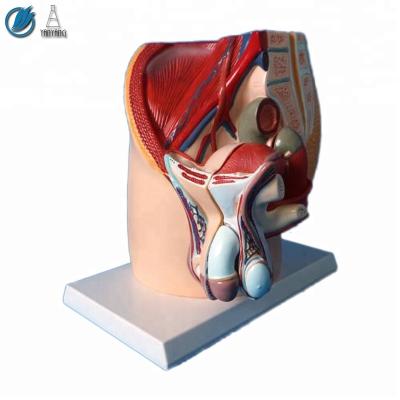 China Medical Human Male Reproductive Urinary Pelvic System Model for sale