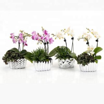 China Elegant wholesales plant indoor decorative pots and silver plated finish ceramic pots for plants for sale