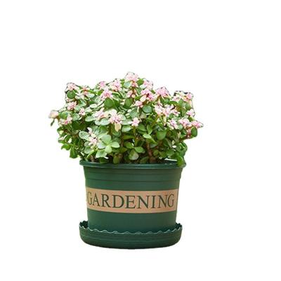 China Modern Dark Green Plastic Seedling Planter Modern Flower Plant Pot Nursery Planter Container Use For All House Plants Herbs Cactus for sale