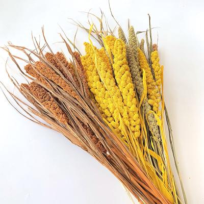 China Fashional Gift Natural Plant Millet Flower Bouquet Ddecoration Flores Dried Fresh-keeping Artificial Home Wedding Shooting Props for sale