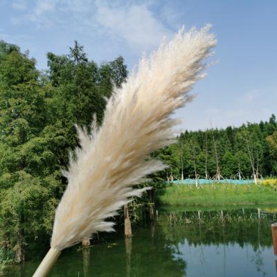 China 1pcs Natural Dry Pampas Grass Flower Pampas Grass Reed Home Decoration Large Wedding Layout Corner Store Finder Home Decoration for sale