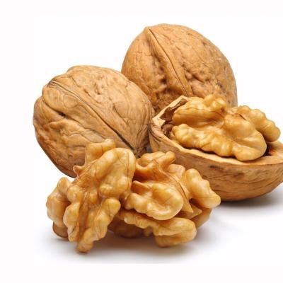 China Fresh Hot Sale Snacks Organic Thin Peel Paper Shell Xinjiang 185 Xin 2 Walnuts for sale