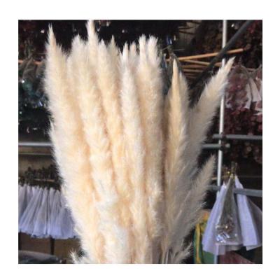 China Wedding decoration/dry flower pampas grass pampas bouquet by selloana home decor 45cm cortaderia natural blue rose cream beigecolour birthday gift small mini for sale