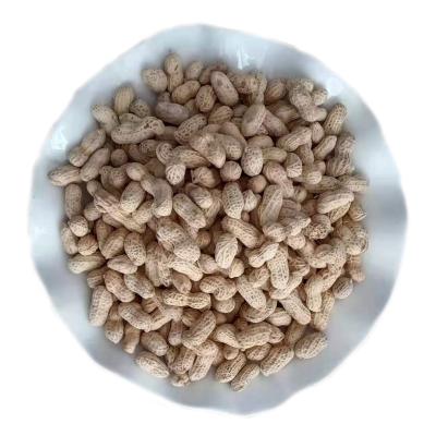 China Best Price High Quality Fresh Dry Place Dry Salty Snacks Roasted Peanut Salty Fryer for sale