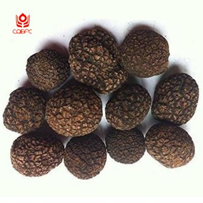 China Excellence Fresh Quality Chongqing Eusinasia Fresh Desert Truffles for sale