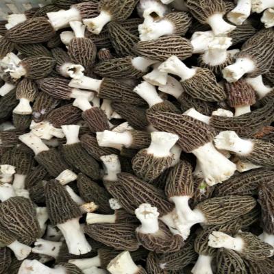 China Fresh high quality low price cultured fresh morchella conica for sale