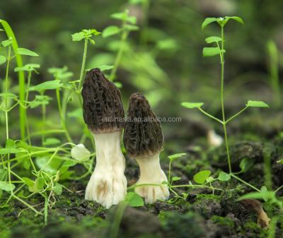 China Dry cultivated chinese morchella conica mushroom for sale