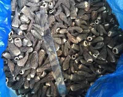 China IQF FROZEN wholesale frozen nightshade mushroom, frozen nightshade price for sale