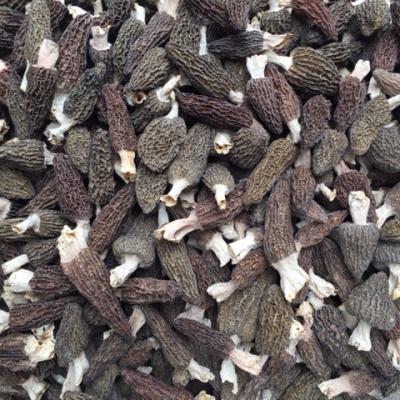 China Extra Morchella FROZEN Conica 2-6CM Grade for sale