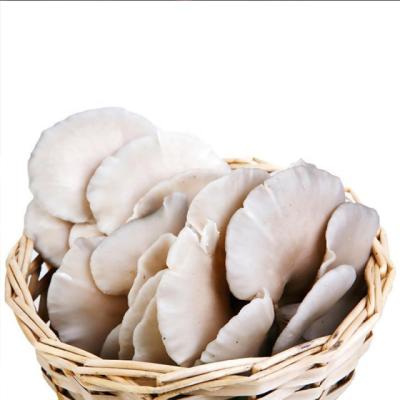 China Fresh Cultivated High Quality Pleurotus Ostreatus AD Dried Oyster Mushrooms For Sale for sale