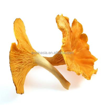 China Dry Wild Mushroom Dry Chanterelle With Wholesale Price for sale