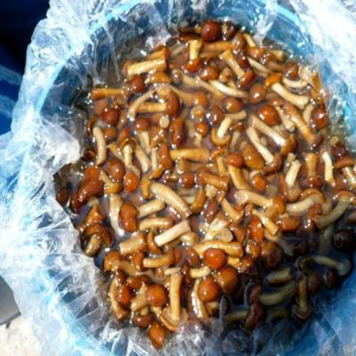 China 2019 fresh new nameko mushroom from brine culture in barrel for sale