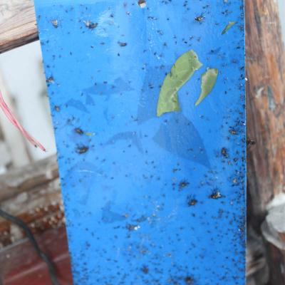 China Double Sided Disposable Blue Glue Insect Catcher Sticky Pest Repellent Board for sale