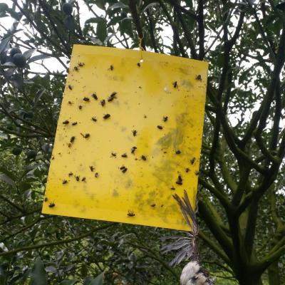 China Disposable Odorless 20CM*30CM Gardening Yellow Sticky Traps for Fungus Gnats, Aphids for sale