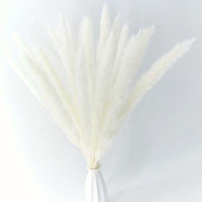 China Flower Make To Order Natural Pampas Gras Dry Pampas Grass Dry Natural Pampas Grass for sale