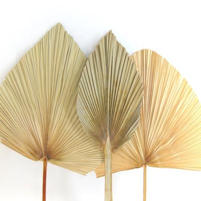 China Minimalist Custom Dried Flowers Dried Poufs Palm Leaves Natural Home Decoration Dried Leaves Dried Poufs for sale