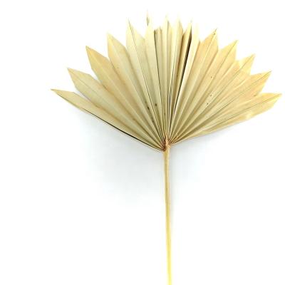 China Minimalist New Product Dried Flowers Palm Leaves Palm Pierces Natural Flower Dried Flowers For Candle Making Poufs for sale