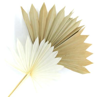 China Minimalist high quality dry flower plam leaves original color palm spears dry cotton flower modern new design rose dry flower for sale