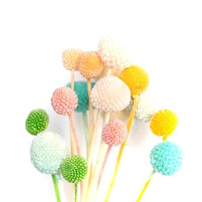 China Natural plant everlasting preserved flower billy balls fade bakerlayered bouquet for preserved flower jewelry box for sale