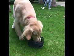 Collapsible Dog Travel Bowls Portable Pet Water Bowls With Zipper