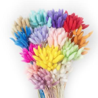 China 2021 Fashional Gift Natural Colorful Insist Rabbit Tails Dried Grass Lagurus Ovatus Rabbit Tails Rabbit Tail Grass For Home/Party Decor for sale