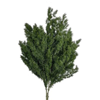 China Wholesale Hot Sale Natural Preserved Asparagus Ming Fern For Occasion Fashional Gift Amazon Flower Decoration for sale