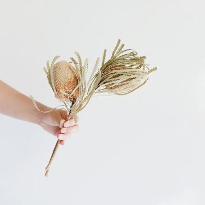 China Fashional Gift/Decor Instagram Flower Dried Popular Natural Dried Banksia Protea Cynaroids For Christmas Decorations for sale