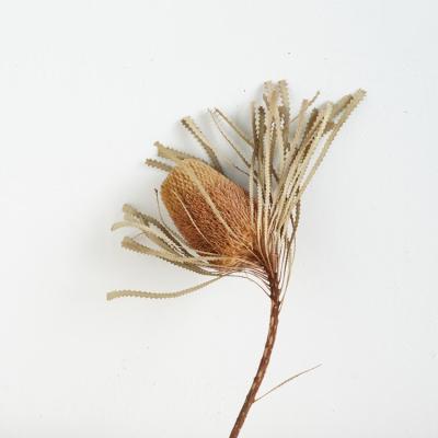 China Fashional Gift / Decor 2021 New Hot Sale High Quality Dried Flower Dried Banksia For Decoration for sale