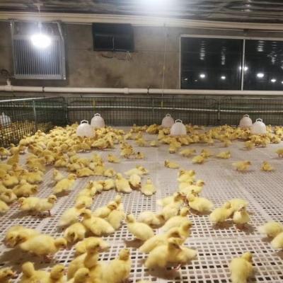 China Plastic Farms Baby Chick Plastic Flooring Slats System For Broiler Farm for sale