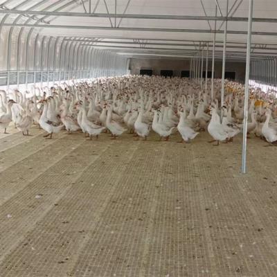 China Livestock Farm Poultry Slat Floor PP Plastic Slat Flooring For Goose Farm for sale