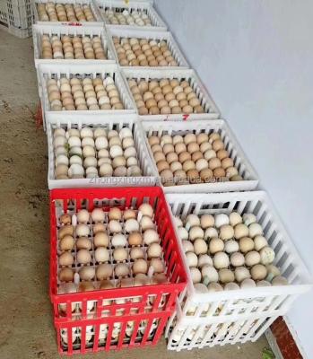 China Cultivate plastic egg box for transport chicken eggs hatching egg plastic basket /crate /box for sale