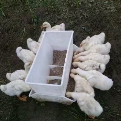 China Farms automatic feeder plastic trays duck poultry farming equipment for duck /goat feedling line for sale