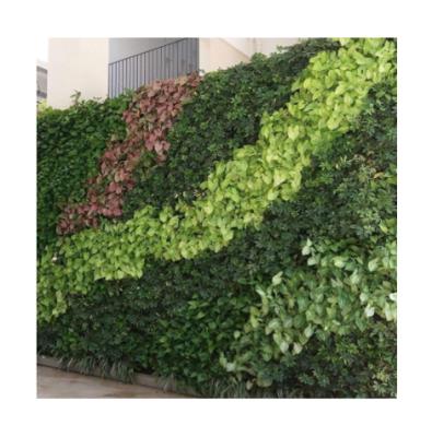 China Minimalist Green Outdoor Ornamental Artificial Hedge Garden Plant Plant Grass Wall for sale