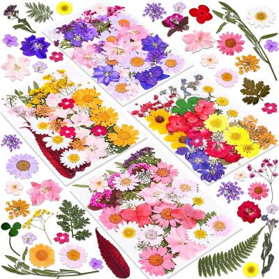 China Nail Decoration Amazon Hot Sale 140 Pcs Dried Pressed Flowers For Resin, Real Pressed Dried Flowers Leaves, TOYS0837 for sale