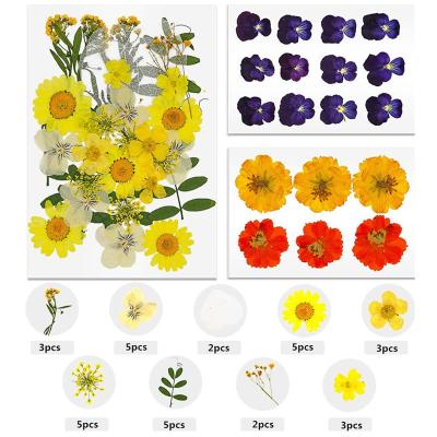 China Nail Decoration Amazon Hot Sale 51 PCS Real Dry Pressed Flowers Leaves Petals For Crafts - Colorful Pressed Flowers Daisies, TOYS0445 for sale