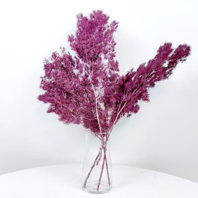 China Natural Flower Arrangement Craft Supplies Mingfern Florist Dried Flowers Preserved Ming Asparagus Fern For Floral Arrangement Wedding Home Decor for sale