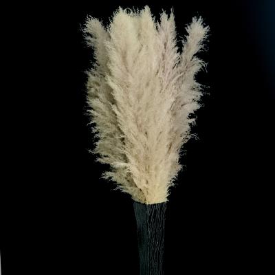 China Hotsale 2021 Pampas Grass Wedding Party Shop Home Decor Dried Pampas Large Gray Pampas Grass For Decor for sale