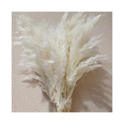 China Wedding Party Store Home Decor Wholesale Natural Pampas Grass Dried Pampas Grass For Flowers And Decorative Garlands for sale