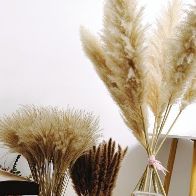 China Luxury European and American Style 120 Dried Fluffy Large Cm Tall Beige Pampas Pompa Pampasgras Dried Dads Pampas Flower Pampas Boho Decor Pompass Pampas Grass Large for sale